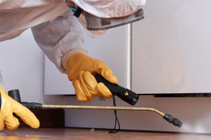 Messie Schädlingsbekämpfung Osnabrück